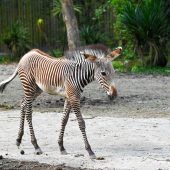 Aktives ­Zebrafohlen