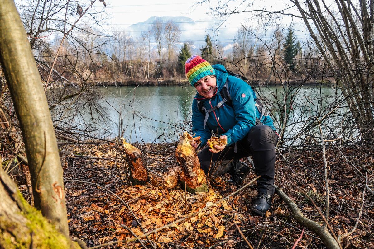 Störenfried oder Künstler? Neue Biberspuren am Alten Rhein spalten Gemüter. »A5