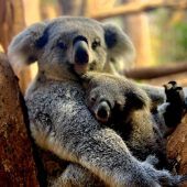 Inala, Ruby oder Mani?