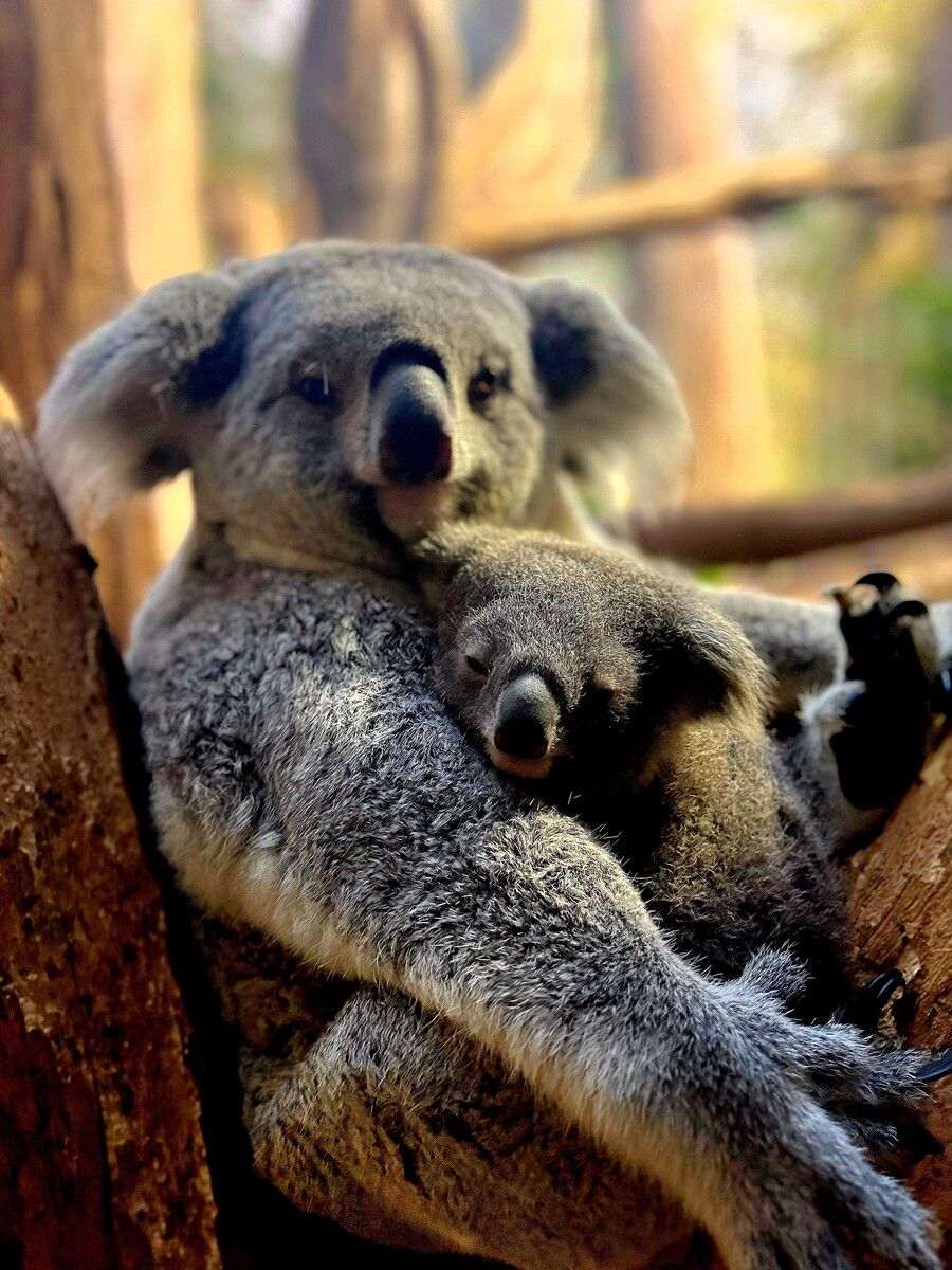 Inala, Ruby oder Mani?