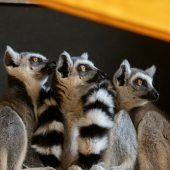 Quirlige Neuzugänge