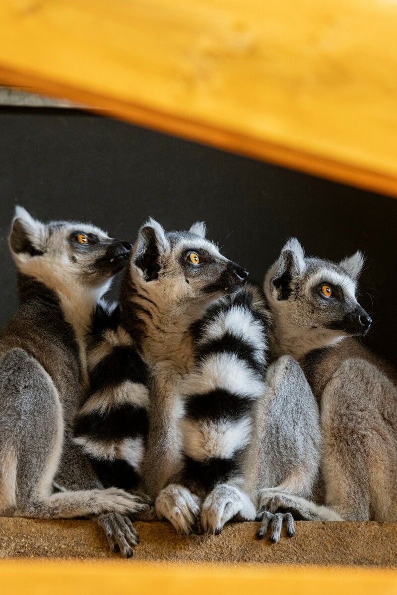 Quirlige Neuzugänge