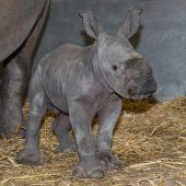 Nuru bringt neue Freude