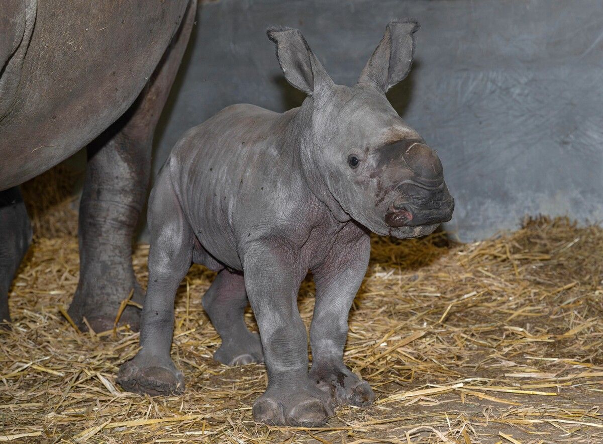 Nuru bringt neue Freude