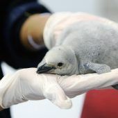 Knuffiger Zügelpinguin