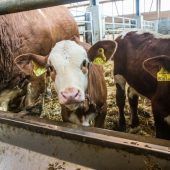 Zusammenarbeit gegen TBC-Bedrohung