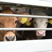 Sprunghafter Anstieg bei Kälberexporten