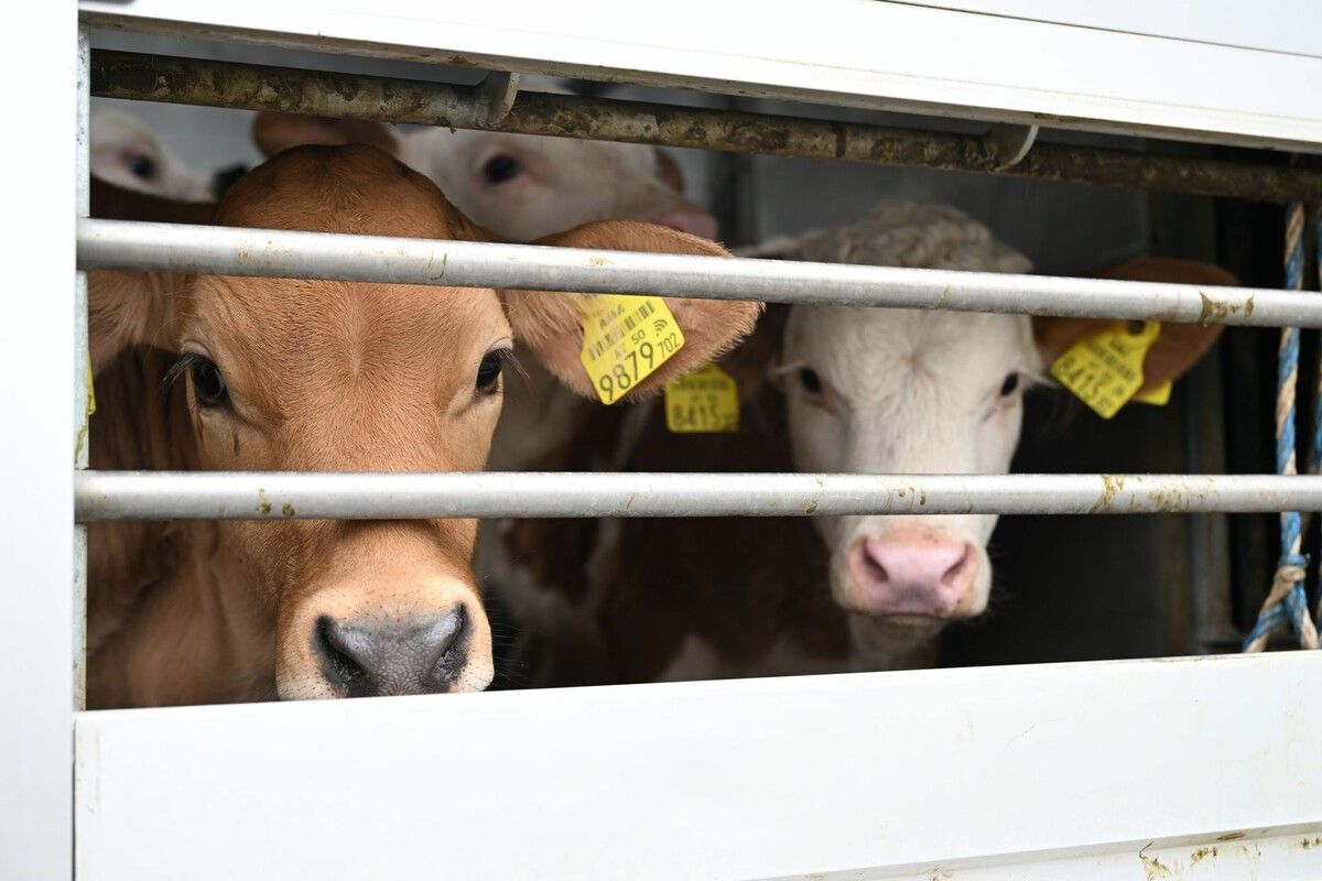 Kälbertransporte sorgen für emotionale Debatten. Zuletzt stiegen sie in Vorarlberg wieder. ⇒APA/Barbara Gindl