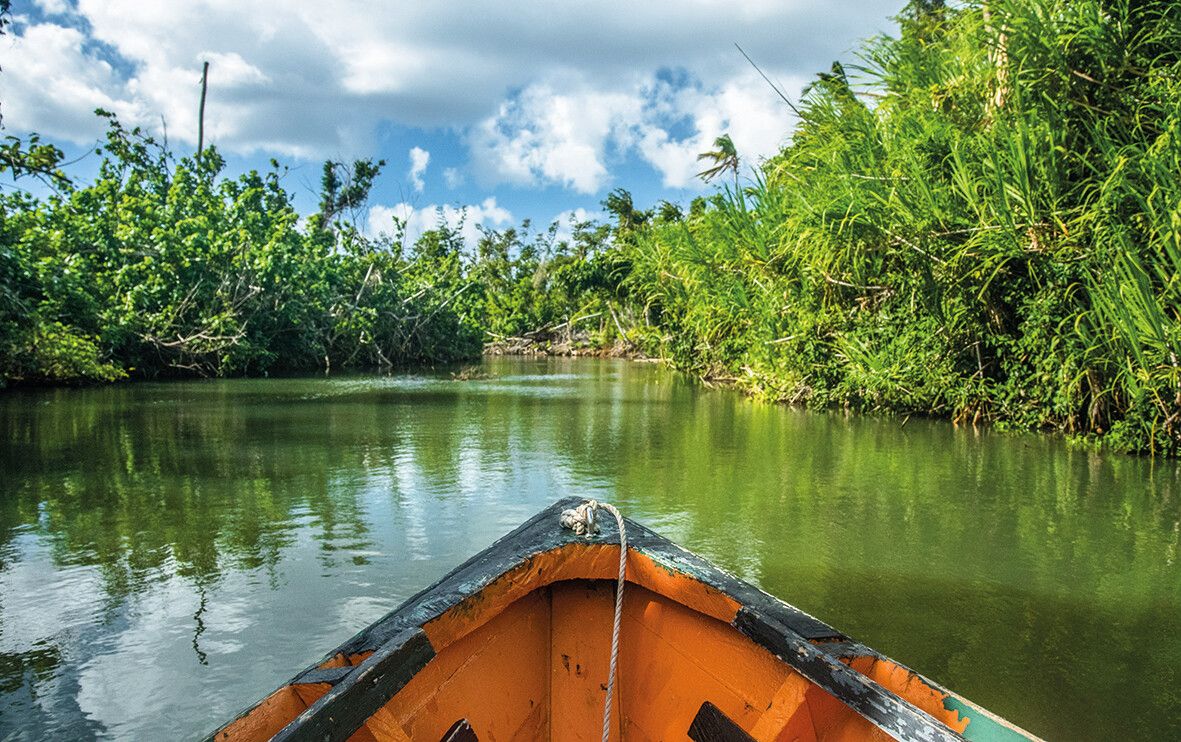 Mangroven und Stille prägen den Indian River im Norden Dominicas.⇒Shutterstock