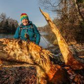 Neue Biberspuren am Alten Rhein