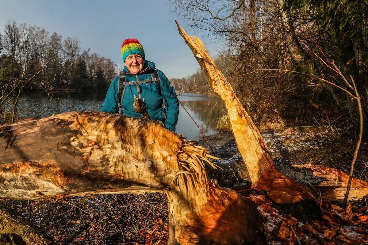 Petra Stadelmann entdeckt immer wieder neue Biberspuren. ⇒VN/Steurer (2)