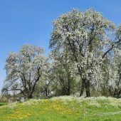 Das Leben der Bäume