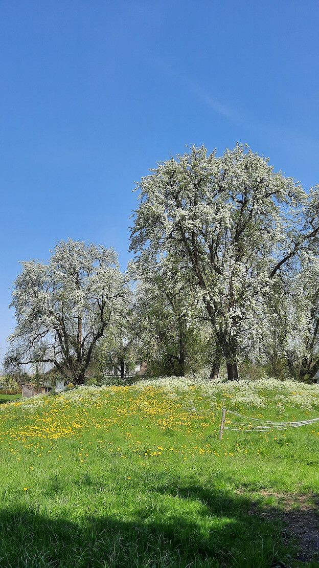 Um das Wohl der Bäume geht es am Samstag in der alten Stickerei.⇒stadt dornbirn