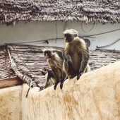 Begegnung mit den Roten Colobus