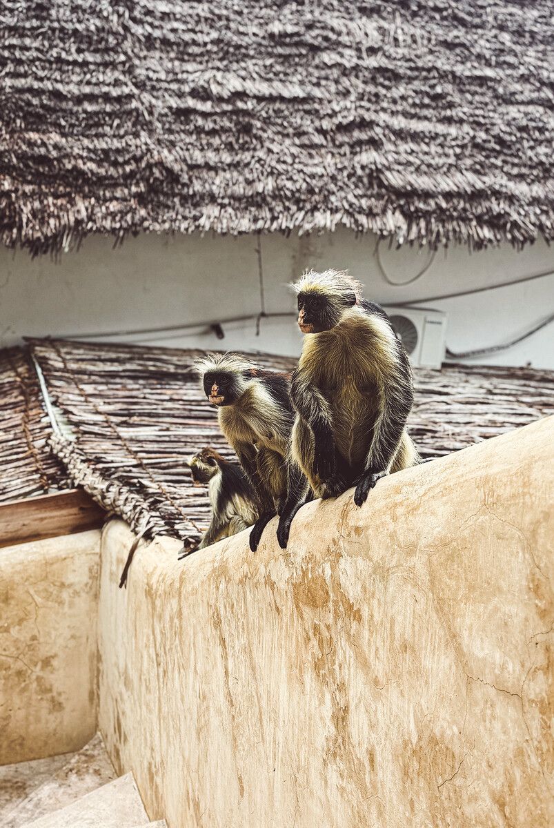 Wer Glück hat, kann die Affen auch mal am Strand von Paje entdecken.⇒
