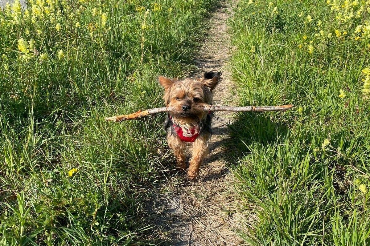 86,10 Euro beträgt heuer die Dornbirner Hundesteuer.⇒Stadt