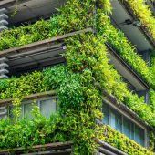 Feldkirch fördert Fassaden- und Dachbegrünung