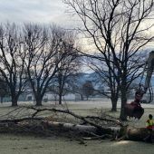 Kranke Baumriesen mussten weichen