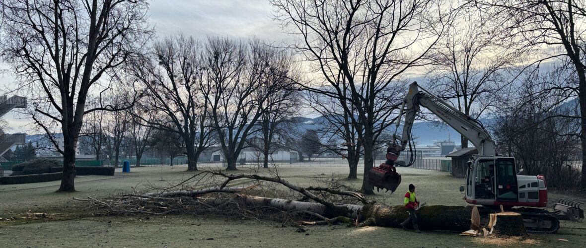 Die beiden pappeln waren von einem holzersetzenden Pilz befallen.