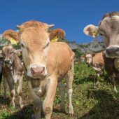 TBC: Lichtblicke für das Montafon