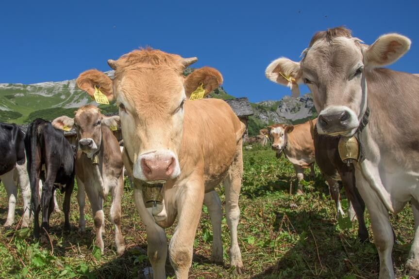 Die Ergebnisse der TBC-Testungen des Vorarlberger Alpviehs sind abgeschlossen.⇒VN/Lerch