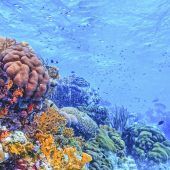 Korallengärten vor West End