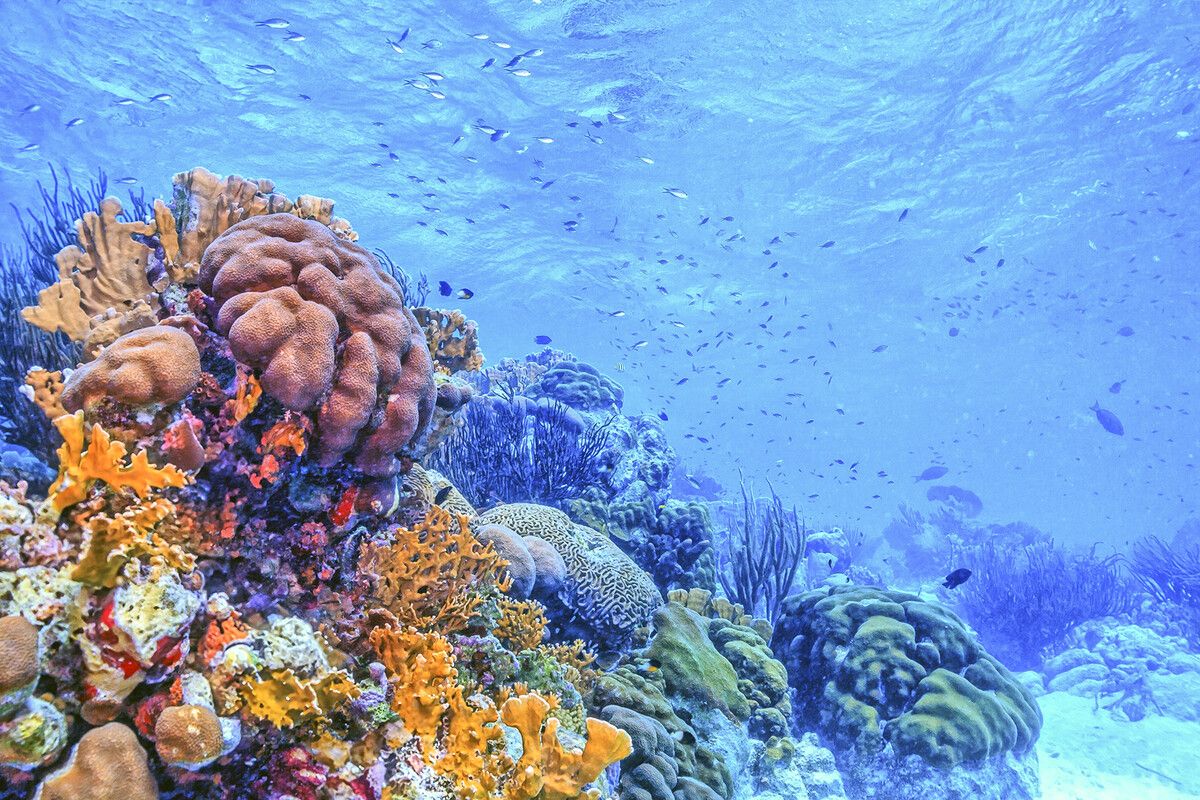 Die schönen Korallenriffe zu erhalten, erfodert einen respektvollen Umgang mit der Natur.