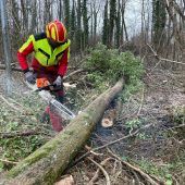 15 weitere Bäume müssen gefällt werden