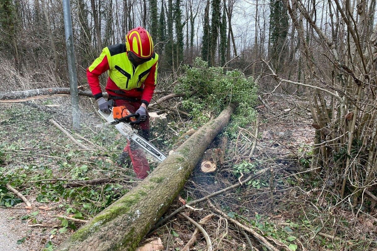 Die städtischen Mitarbeiter müssen etwa im Bereich Birkenwiese Eschen fällen. ⇒Stadt