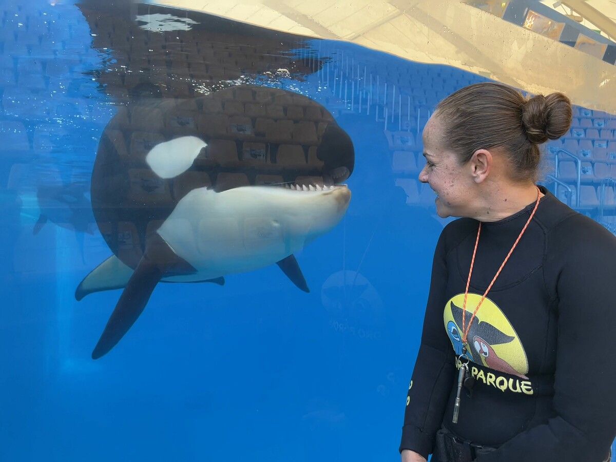 Eine Tierpflegerin beobachtet in einem Unterwasserfenster im Loro Parque auf Teneriffa einen Orca.
