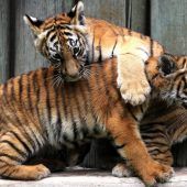 Verspielte Tigerkinder