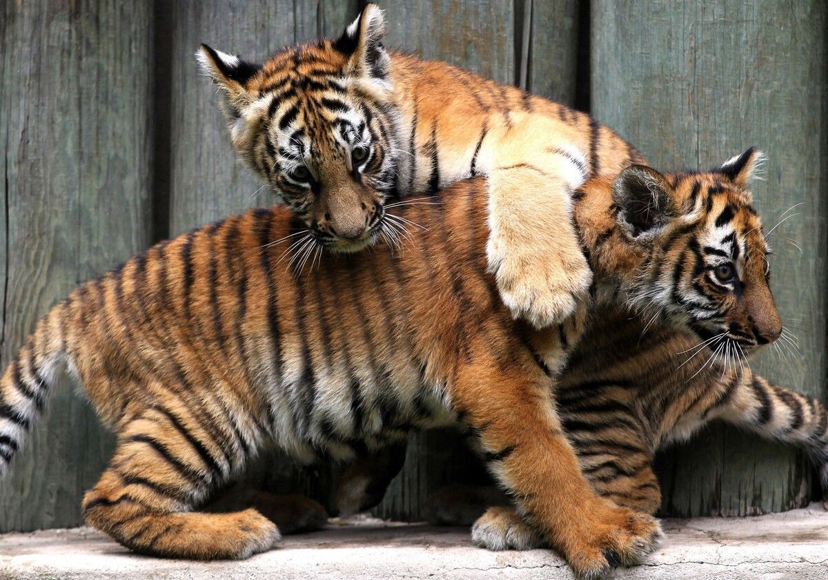 Verspielte Tigerkinder