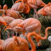 Noch etwas ­farblos