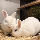 Willi sehnt sich nach einem schönen Platz