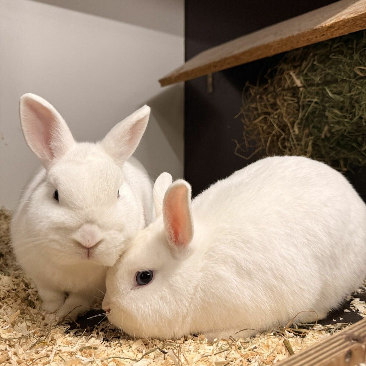 Willi sehnt sich nach einem schönen Platz