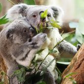 Koalataufe vollzogen