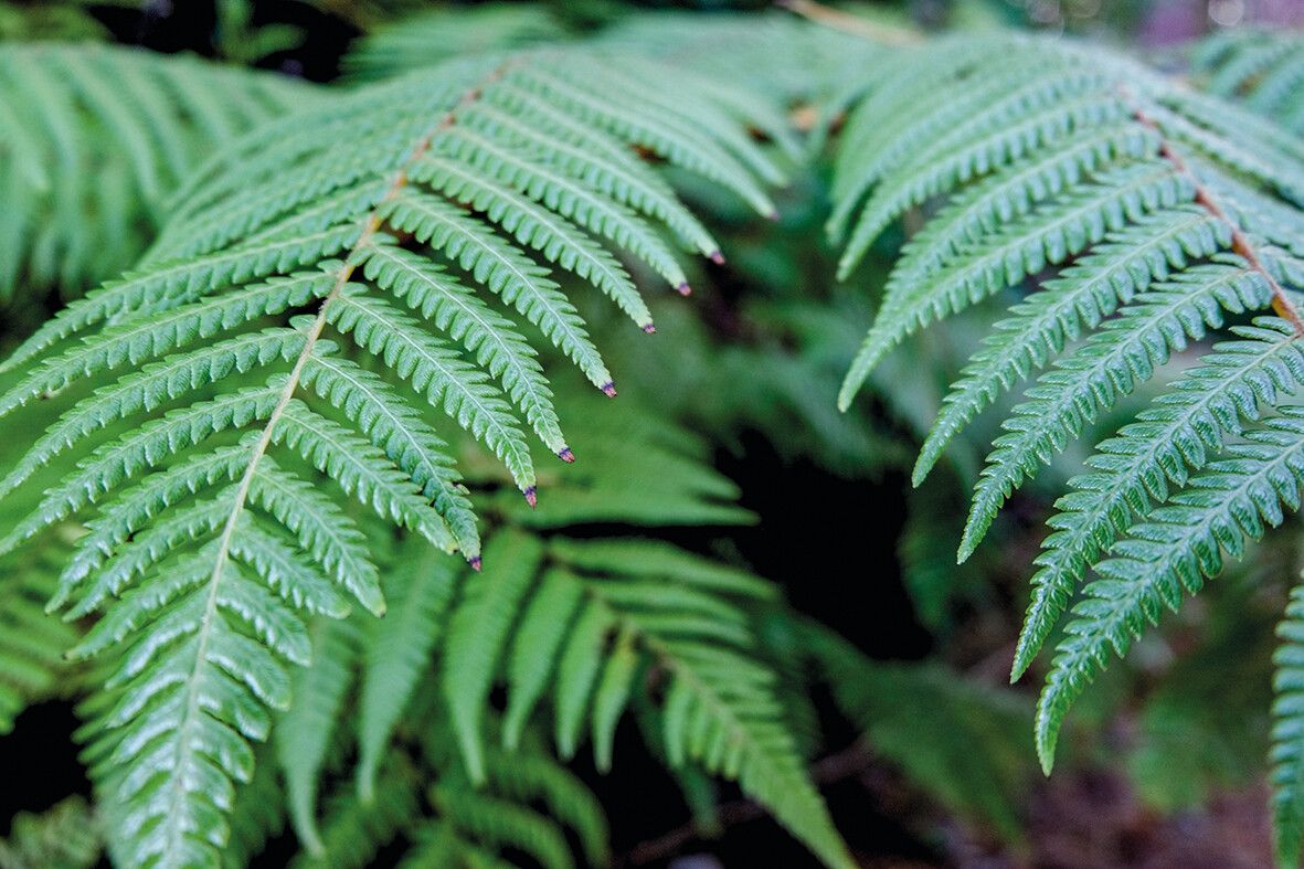 Eine Pflanze mit viel Bedeutung