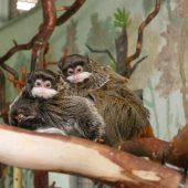 Bärtiger Doppelpack