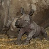 Klein Nuru ist topfit