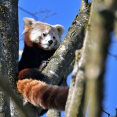 Partnerin für Justin