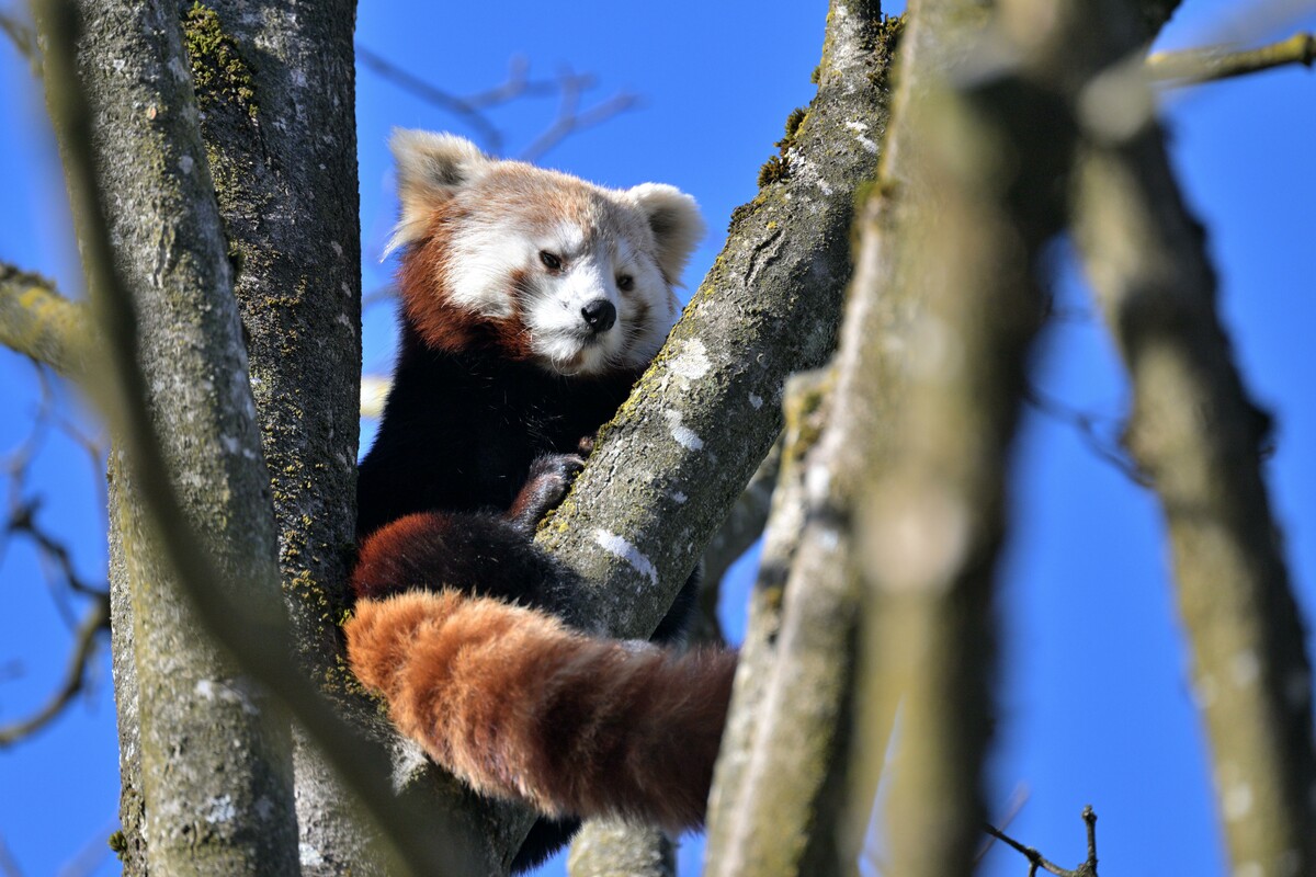 Partnerin für Justin