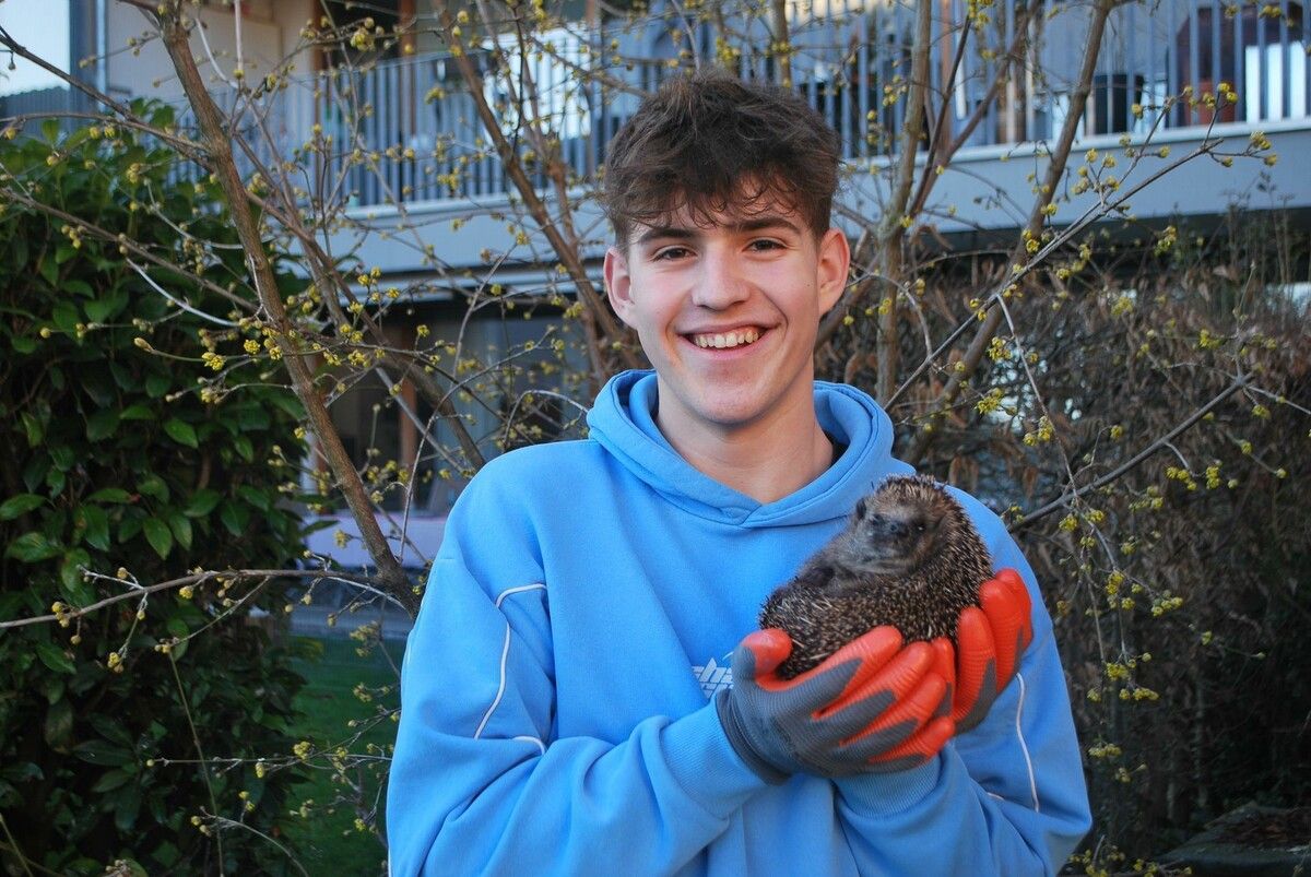 Luis Maurer aus Laterns hat ein Herz für Igel. Er päppelt kranke, unterernährte und verletzte Igel bei sich zu Hause auf.