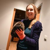 Erste-Hilfe-Station für Igel in Lustenau