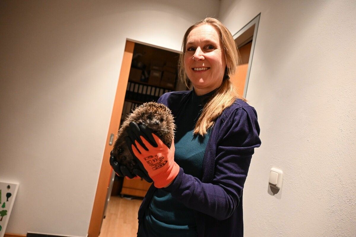 Sabine Matt aus Lustenau päppelt kranke und unterernährte Igel auf und bringt sie so durch den Winter. Bernadette von Sontagh