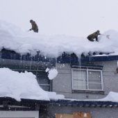 Schneemassen im Norden von ­Japan fordern viele Tote
