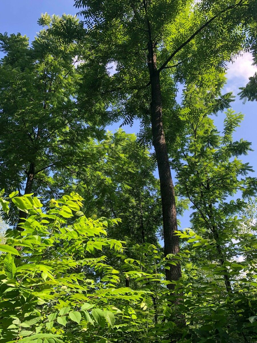 Um exotische Baumarten geht es am Mittwoch in der inatura. ⇒inatura