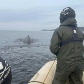 Gestrandeter Wal in der Ostsee