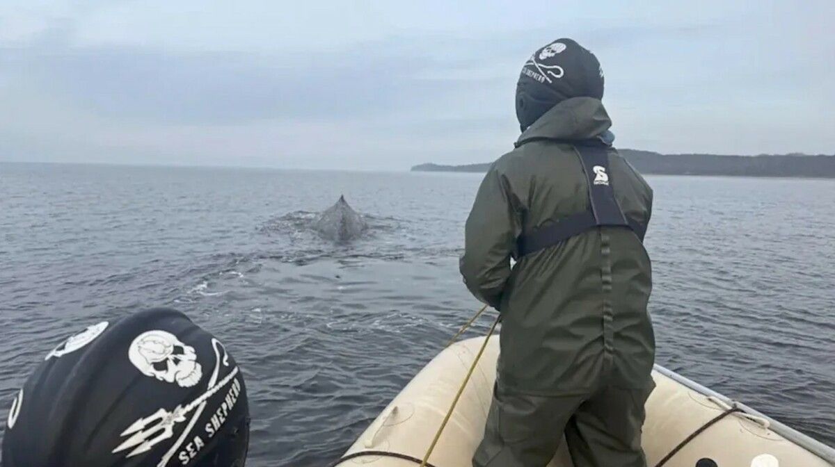 Aktivisten der Organisation „Sea Shepherd“ befreiten den Wal am Wochenende vor der Küste aus Fischernetzen.⇒AFP