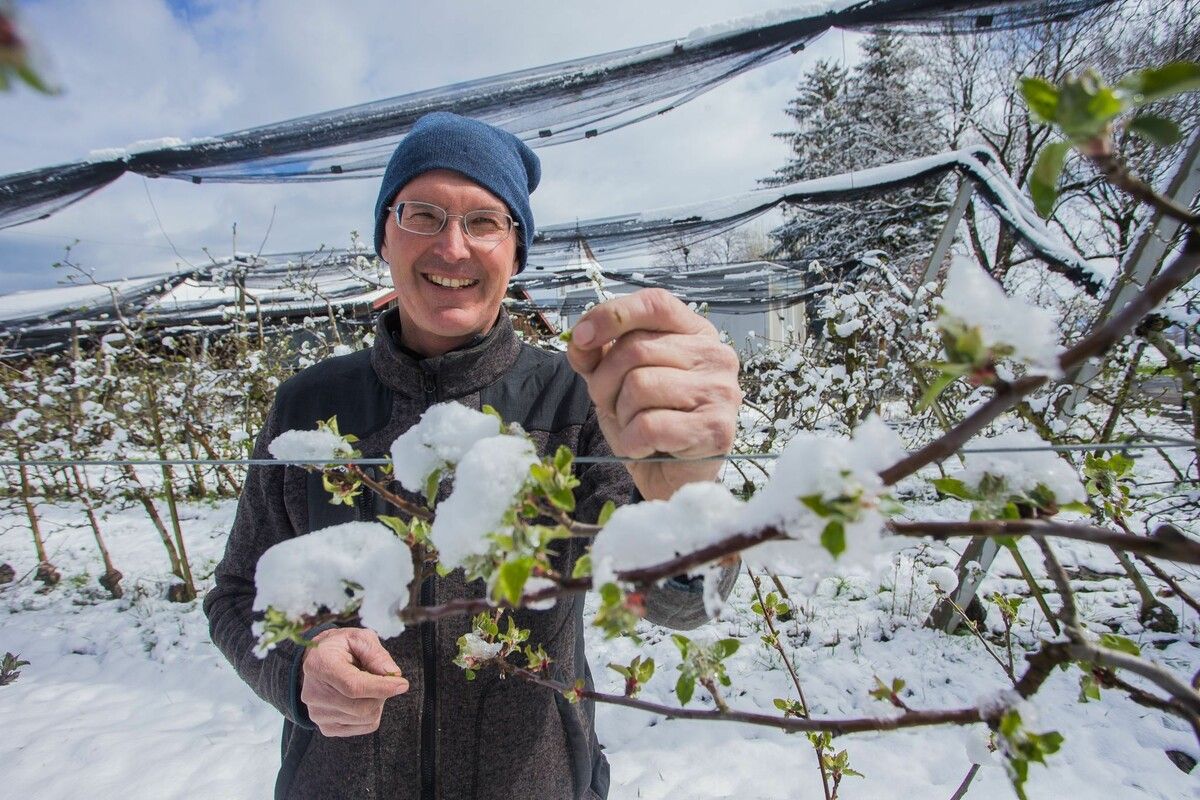 Apfelbauer Jens Blum kennt Schnee auf seinen Apfelblüten.⇒ VN/Steurer