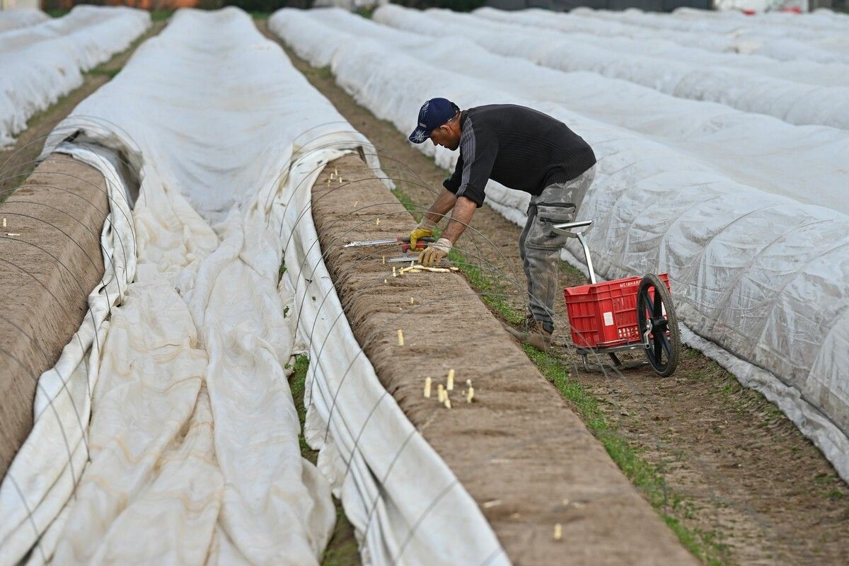 Auf dem Spargelhof Meinhardt bei Weiterstadt in Hessen hat die Spargelernte begonnen.